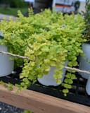 Goldilocks Creeping Jenny with bright chartreuse trailing foliage in nursery containers