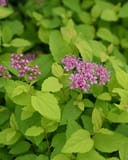 Goldmound Spirea with bright yellow-green foliage and clusters of pink flowers