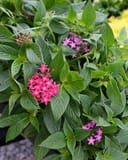Graffiti Select Mix Pentas with pink and magenta flower clusters among lush green foliage
