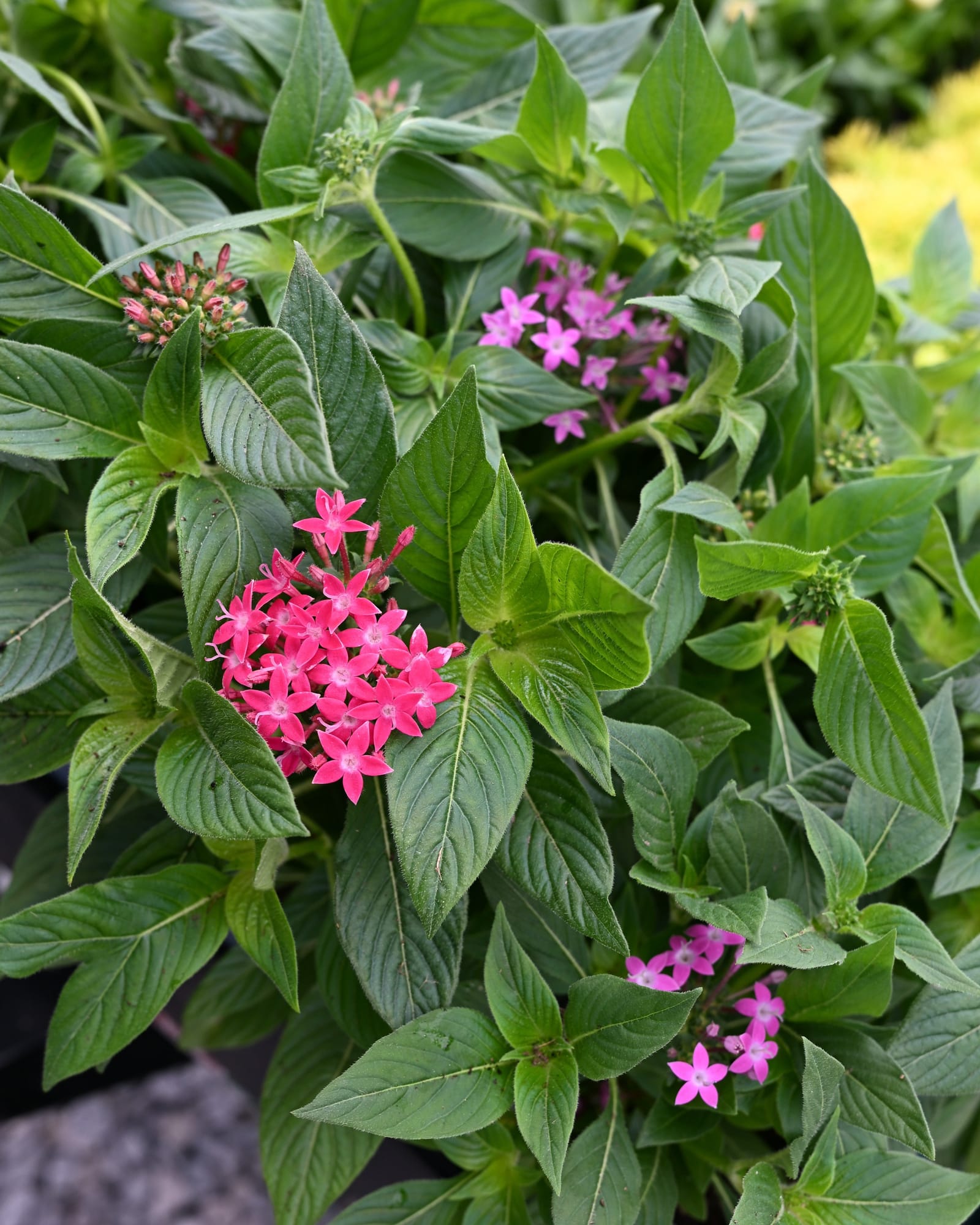 Graffiti Select Mix Pentas with pink and magenta flower clusters among lush green foliage