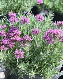 Gray Creeping Germander with silvery foliage and clusters of small pink flowers in a nursery container