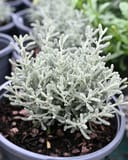 Gray Lavender Cotton with silvery gray foliage in a nursery container