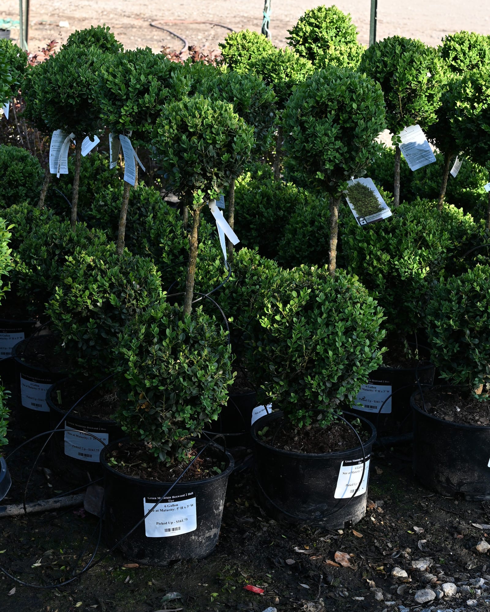 Green Mountain Boxwood 2 Ball Tier