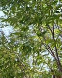 Green Vase Zelkova with dense green foliage and slender branching against a bright sky
