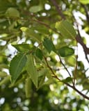 Green Vase Zelkova with elongated serrated green leaves on branching stems