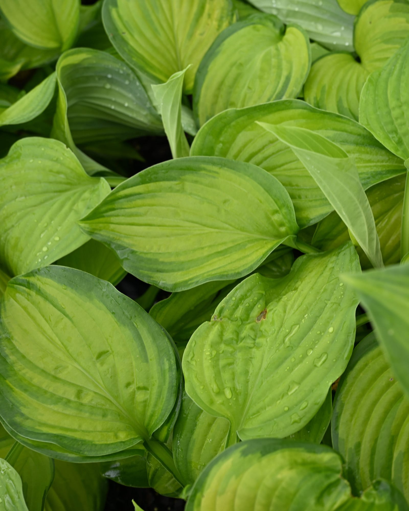 Guacamole Hosta
