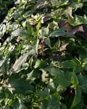 Head over Heels Desire Hibiscus with dense green and burgundy foliage in sunlight