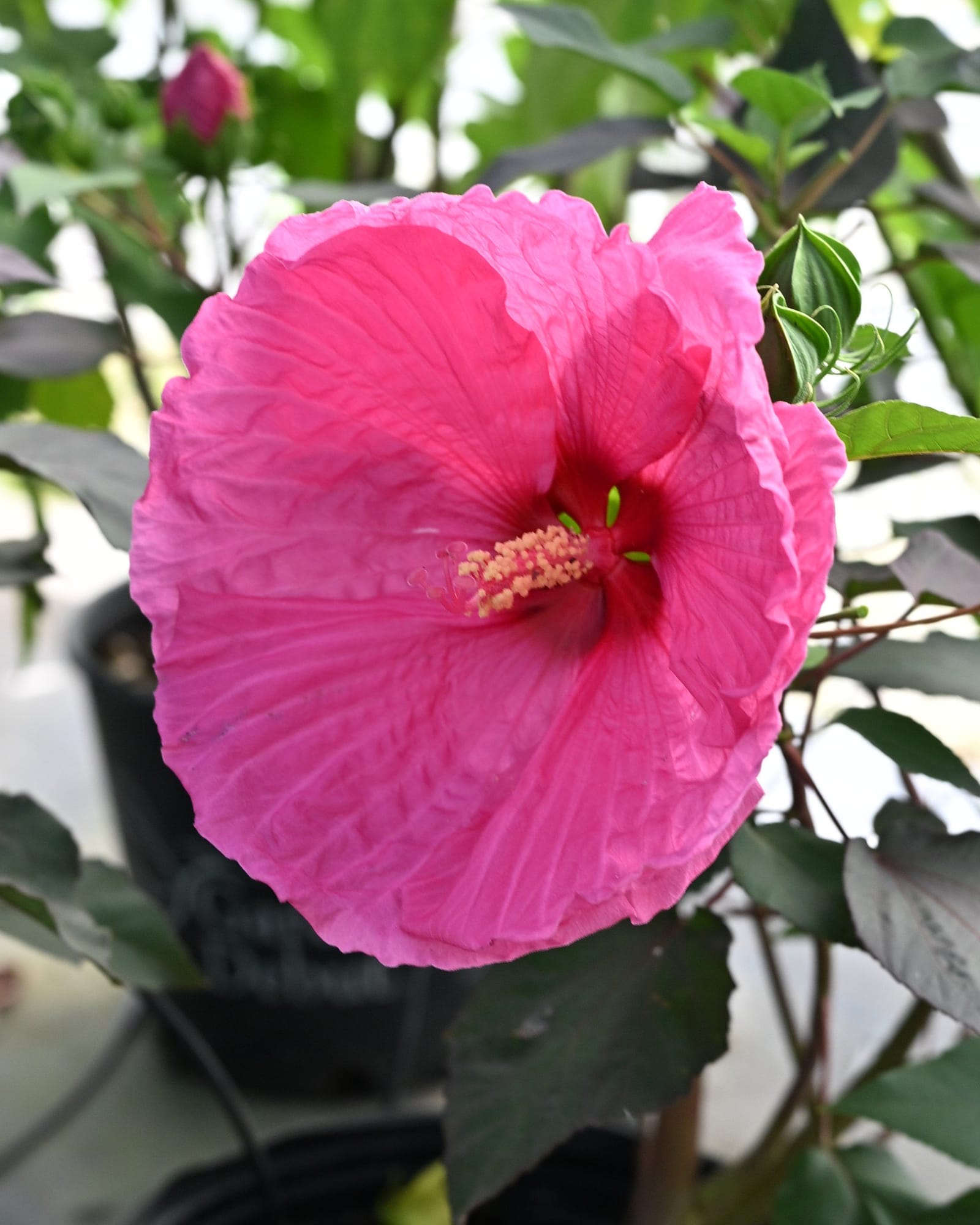 Head over Heels Passion Hibiscus