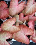 Heart to Heart Creme Brulee Caladium with pink and cream heart-shaped leaves in a container