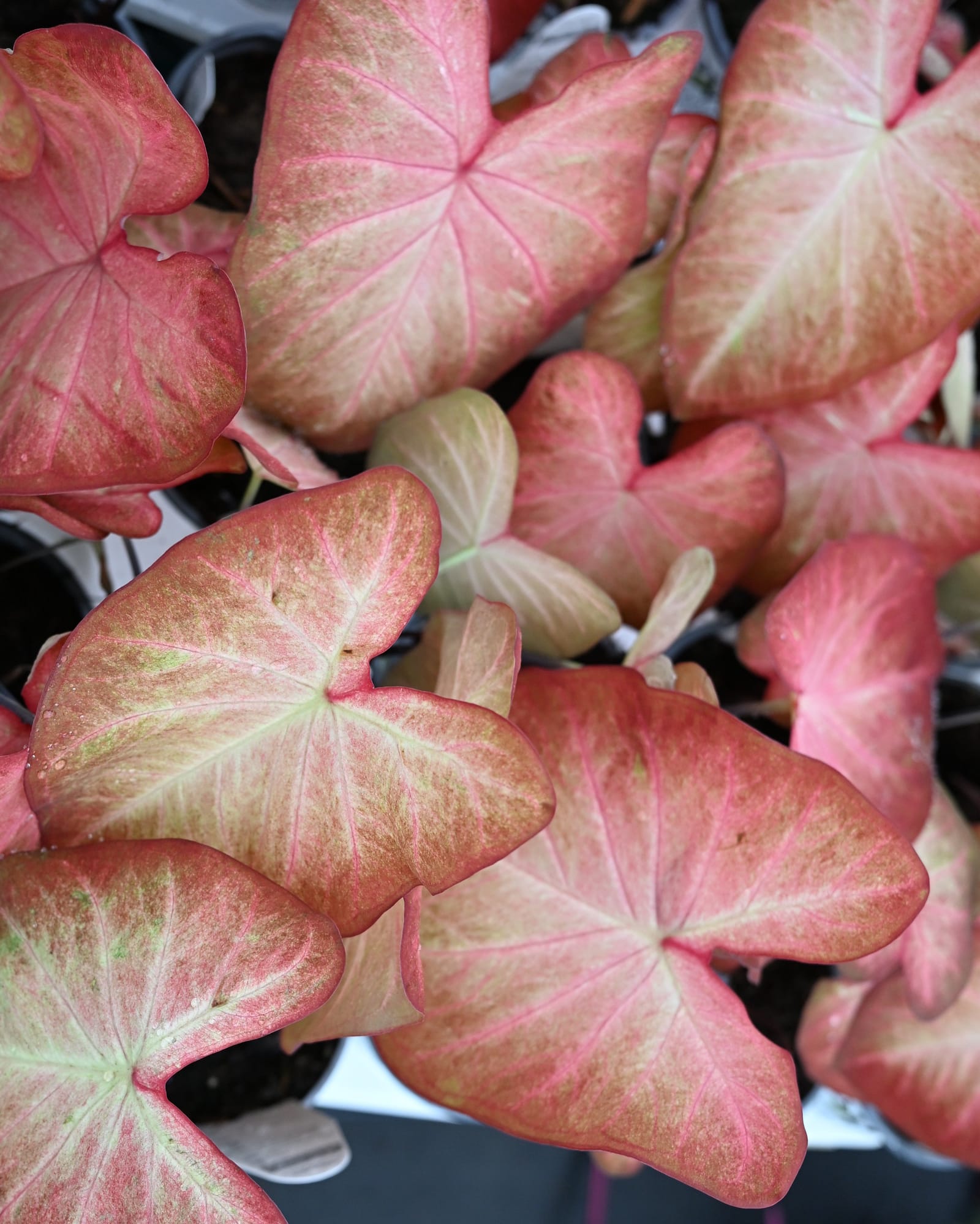 Heart to Heart Creme Brulee Caladium with pink and cream heart-shaped leaves in a container