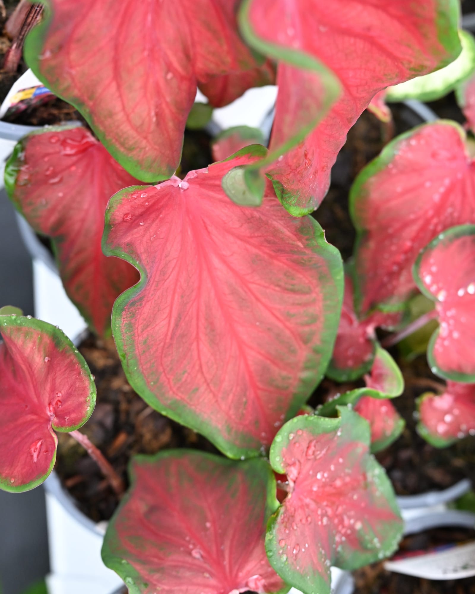 Heart to Heart Hot 2 Trot Caladium