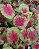 Heart to Heart Lemon Blush Caladium with vivid pink leaves edged and mottled in green