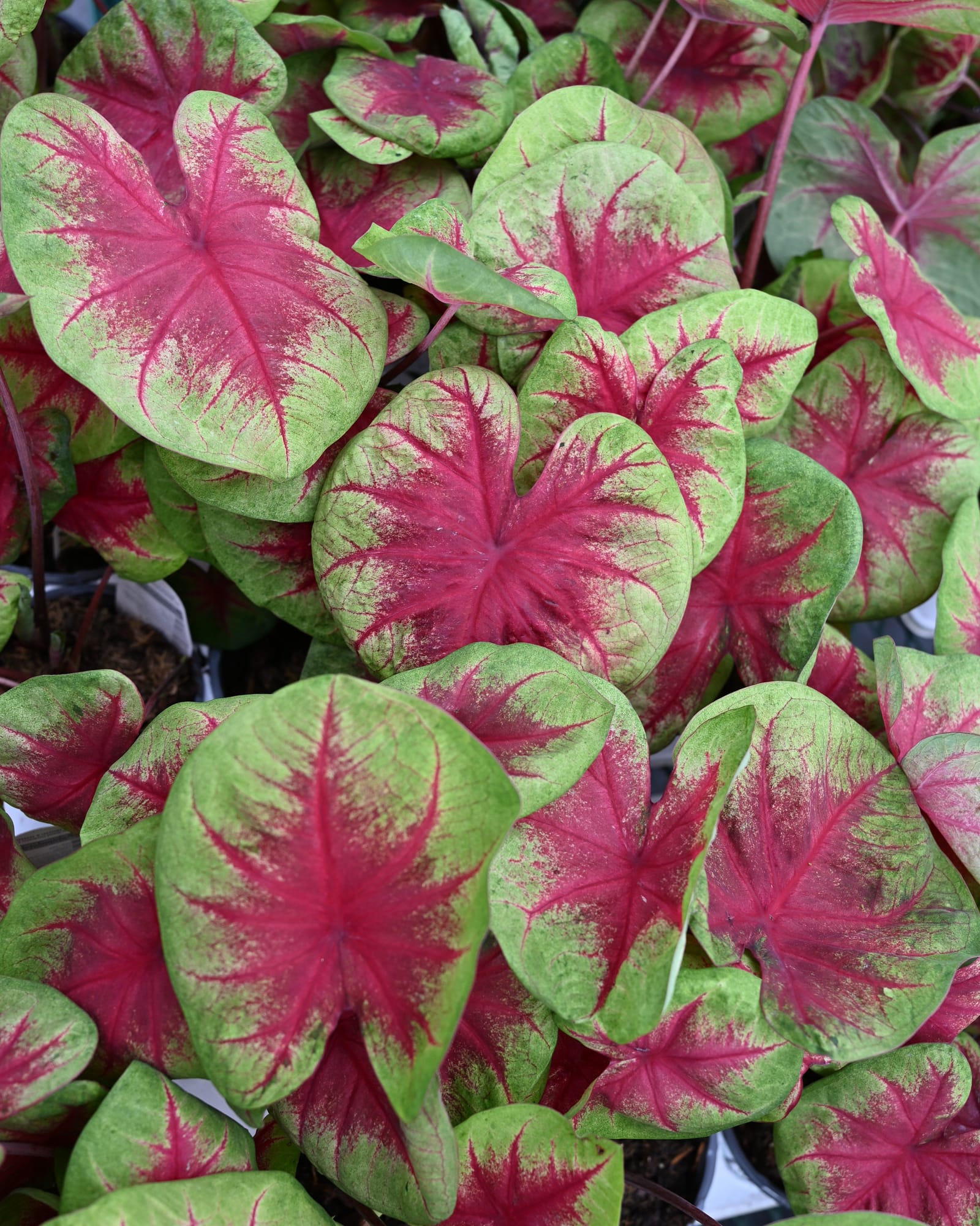 Heart to Heart Lemon Blush Caladium with vivid pink leaves edged and mottled in green