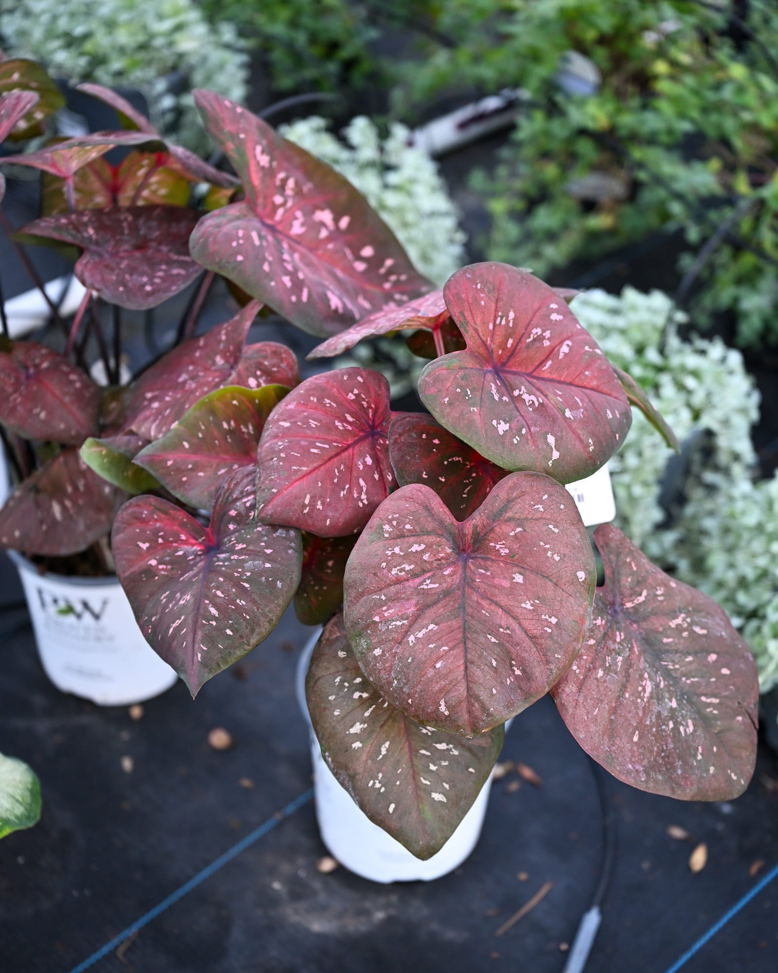 Heart to Heart Rain or Shine Caladium - view 5