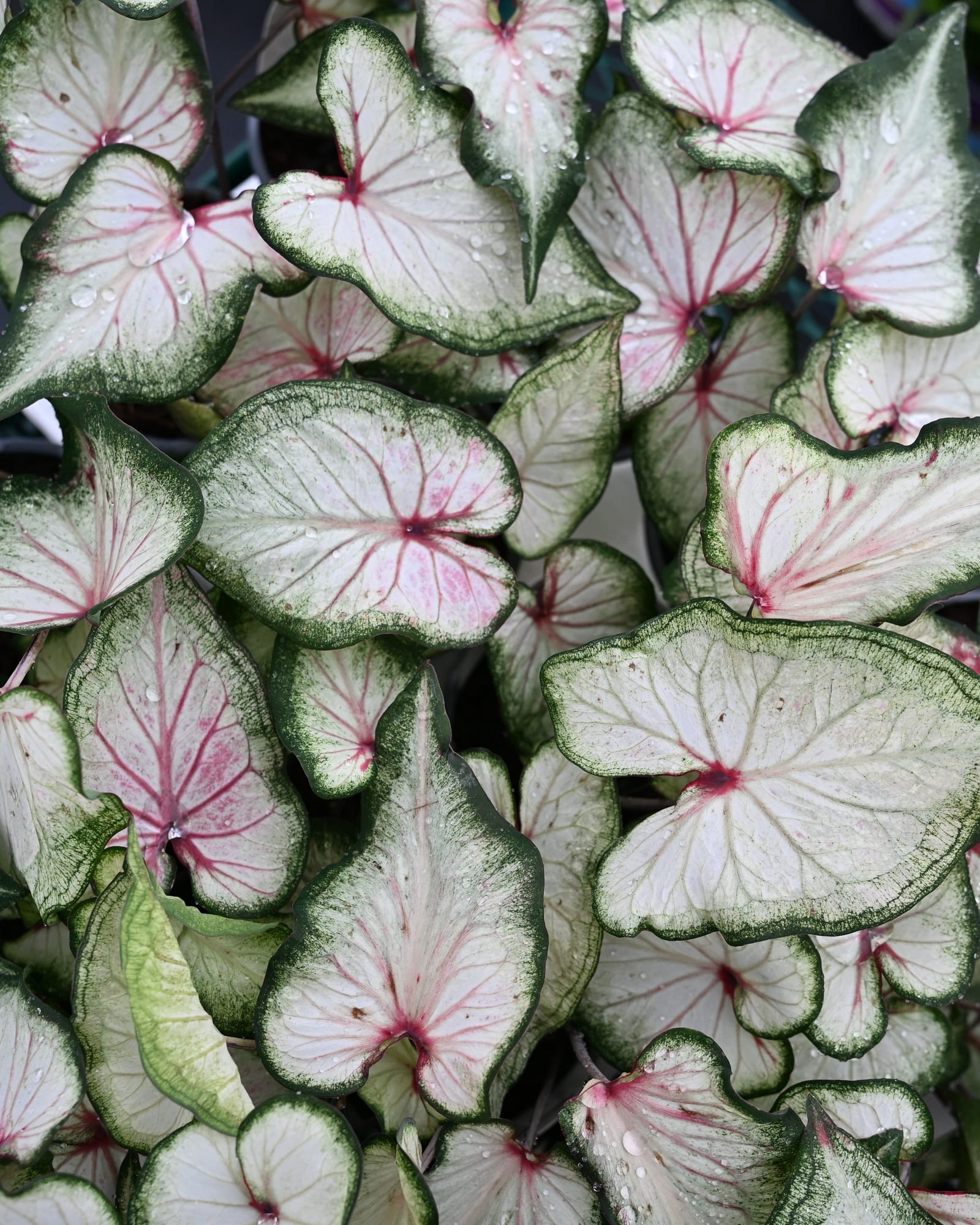 Heart to Heart White Wonder Caladium