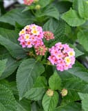Heartland Blue Moon Lantana with clusters of pink and yellow flowers among textured green leaves