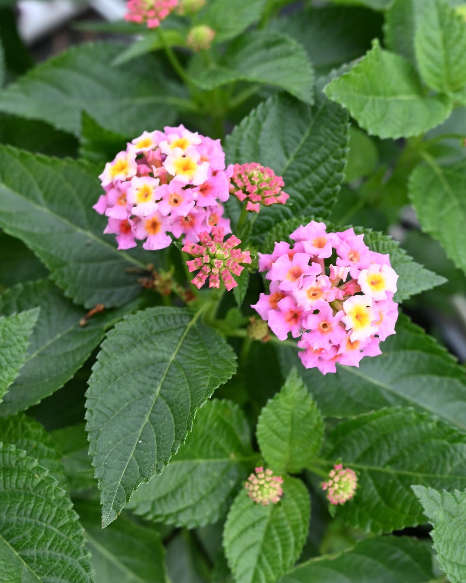 Heartland Blue Moon Lantana with clusters of pink and yellow flowers among textured green leaves