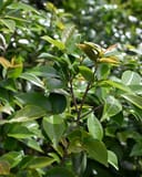 High Fragrance Camellia with glossy green leaves and bronze new growth