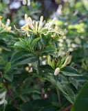 Honey Baby Honeysuckle with creamy white tubular flowers and dark green leaves