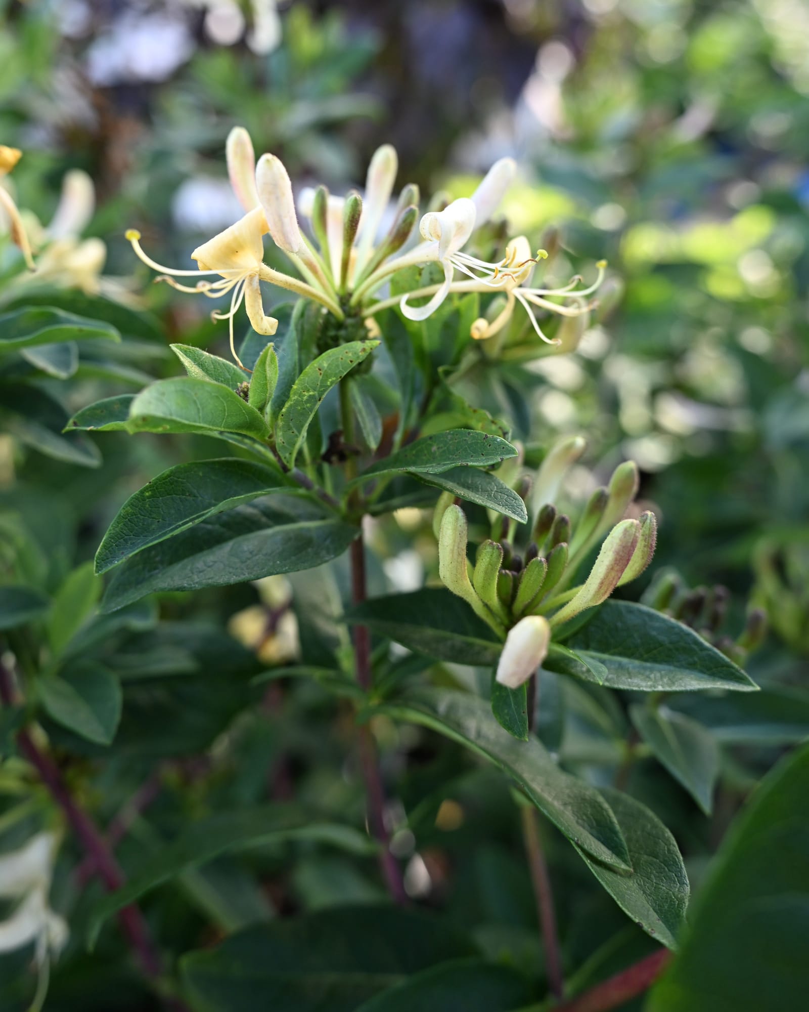 Honey Baby Honeysuckle with creamy white tubular flowers and dark green leaves