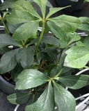 Honeymoon French Kiss Helleborus with clusters of glossy green leaves in a nursery container