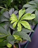 Honeymoon New York Night Helleborus with lime green and dark foliage in a nursery container