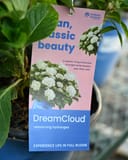 Hydrangea DreamCloud - Image 2