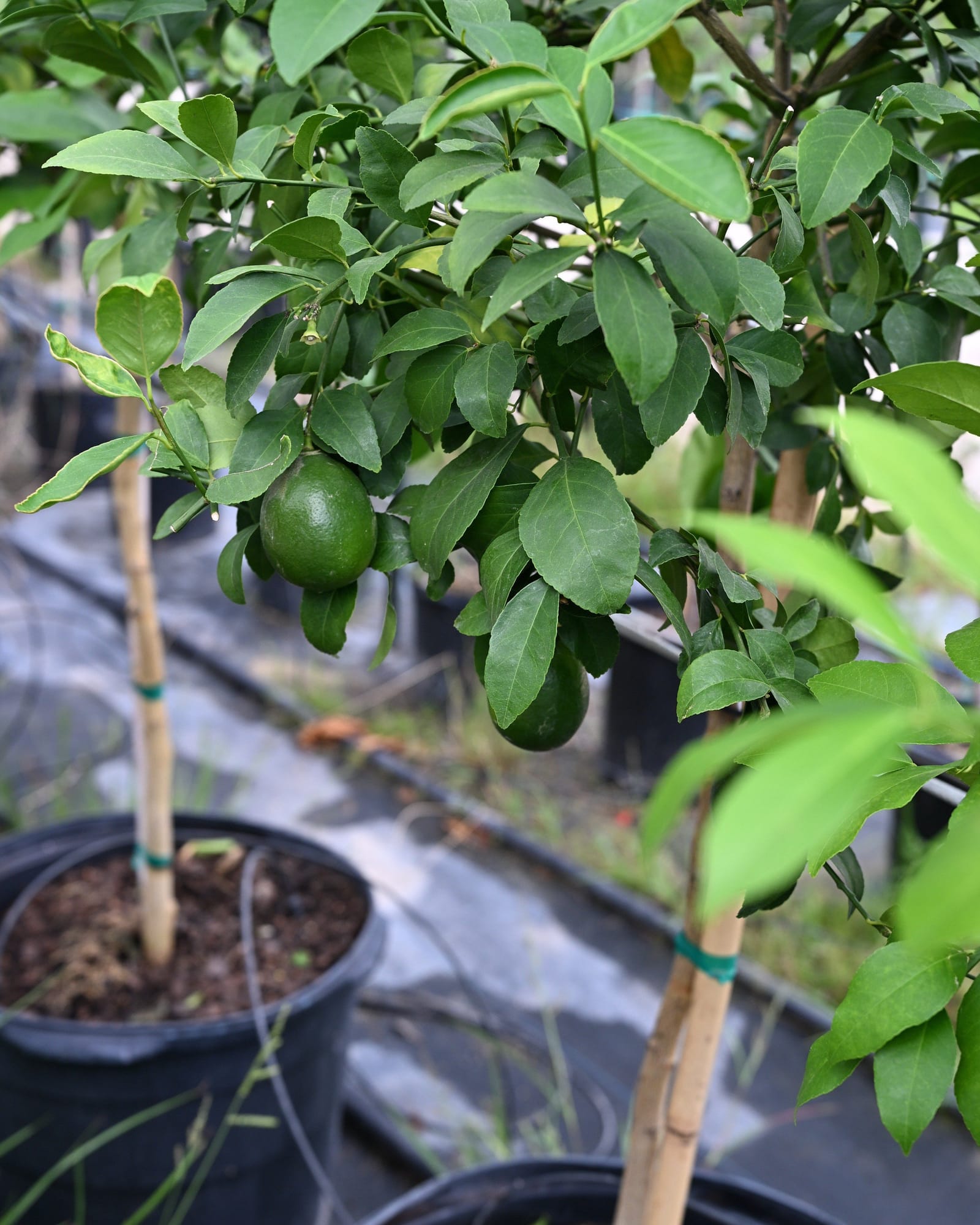 Improved Meyer Lemon - view 5