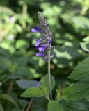 Indigo Spires Salvia with purple flowers on a tall spike among green leaves