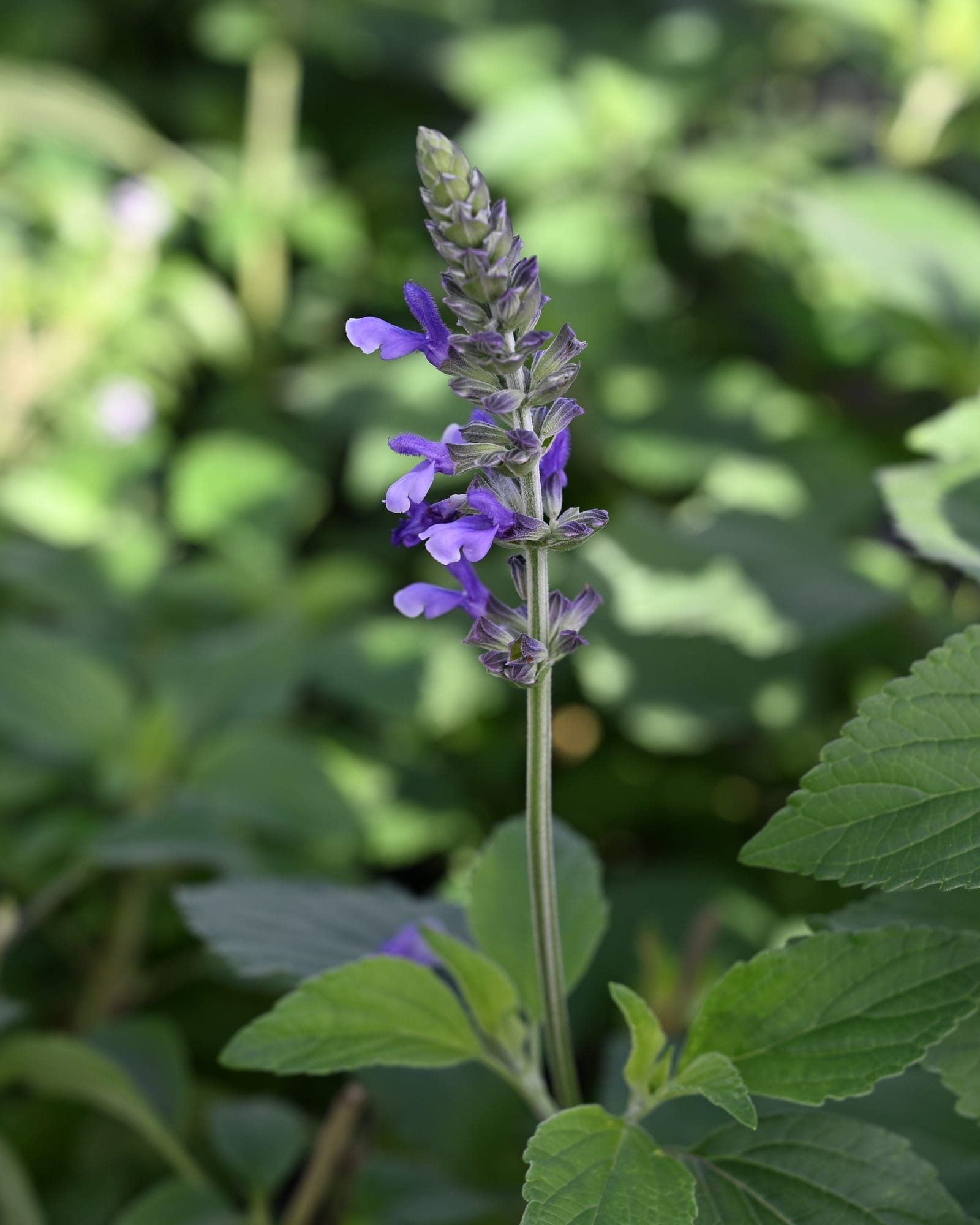 Indigo Spires Salvia with purple flowers on a tall spike among green leaves