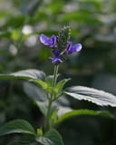 Indigo Spires Salvia with purple flowers on a tall green flower spike