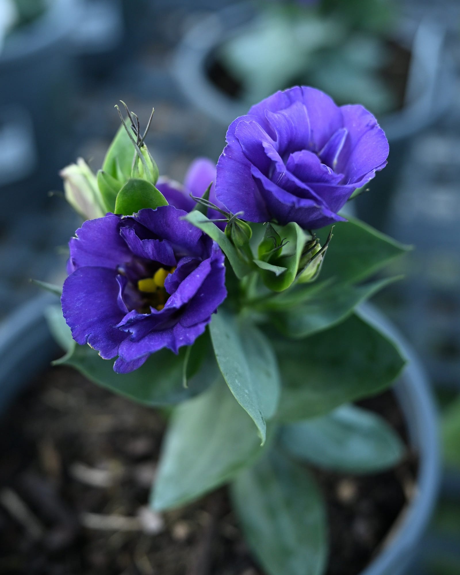 Julietta Blue Lisianthus