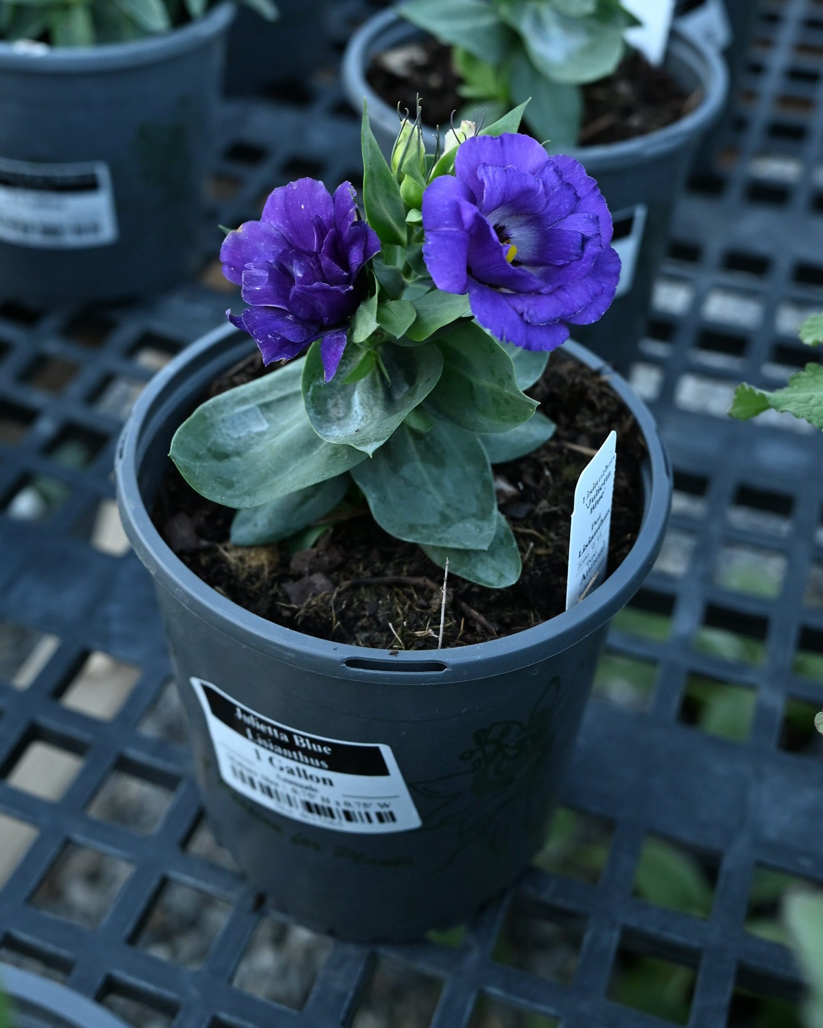 Julietta Blue Lisianthus - view 3