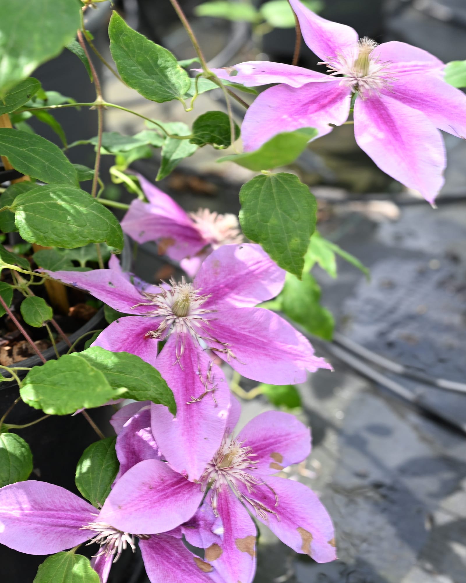 Kilian Donahue Clematis