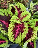 Kong Rose Coleus with lime green leaves, burgundy markings and vivid pink centers