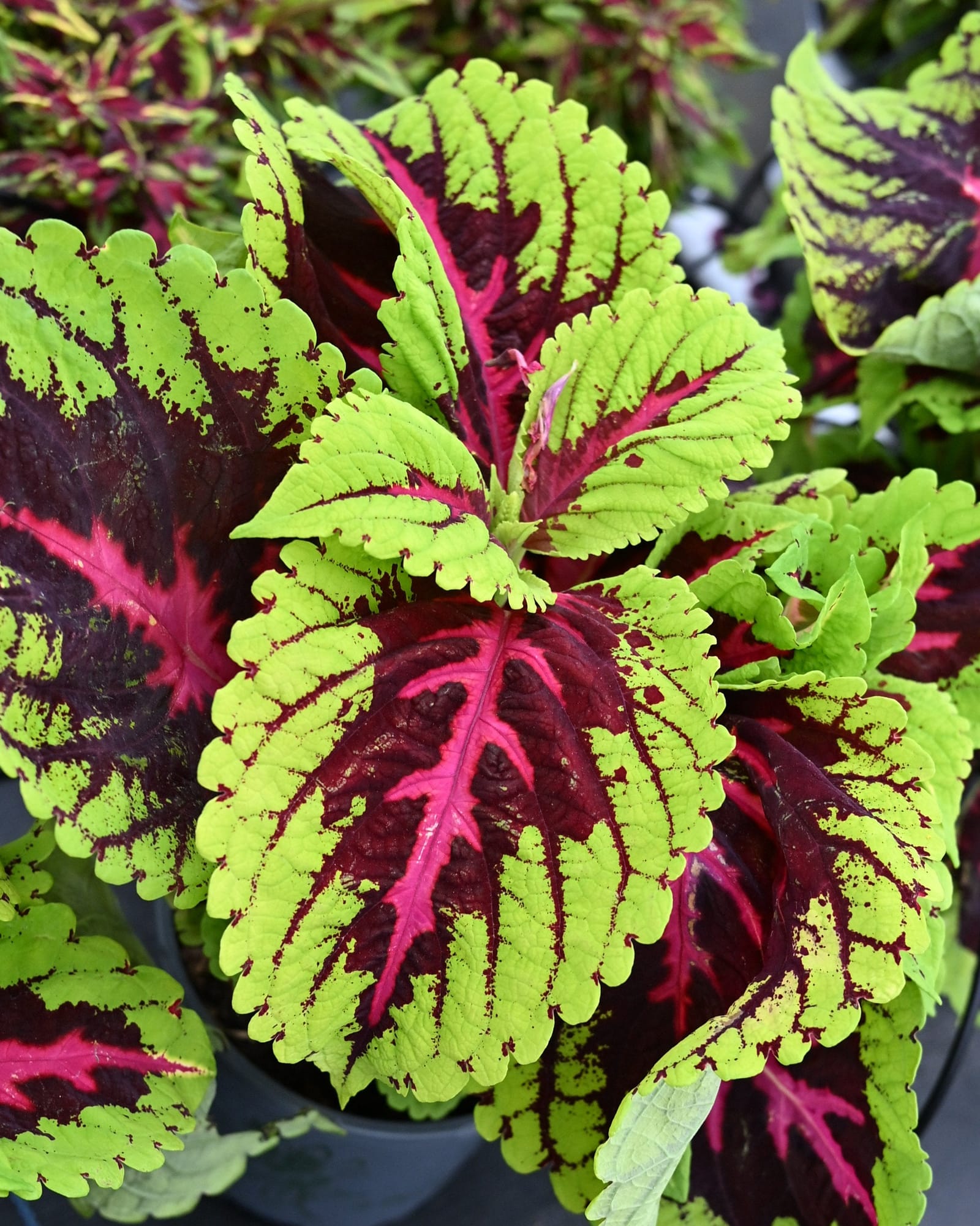 Kong Rose Coleus with lime green leaves, burgundy markings and vivid pink centers