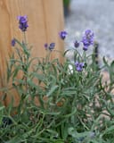 LaDiva Vintage Violet Lavender with slender green foliage and clusters of purple flowers in a nursery container