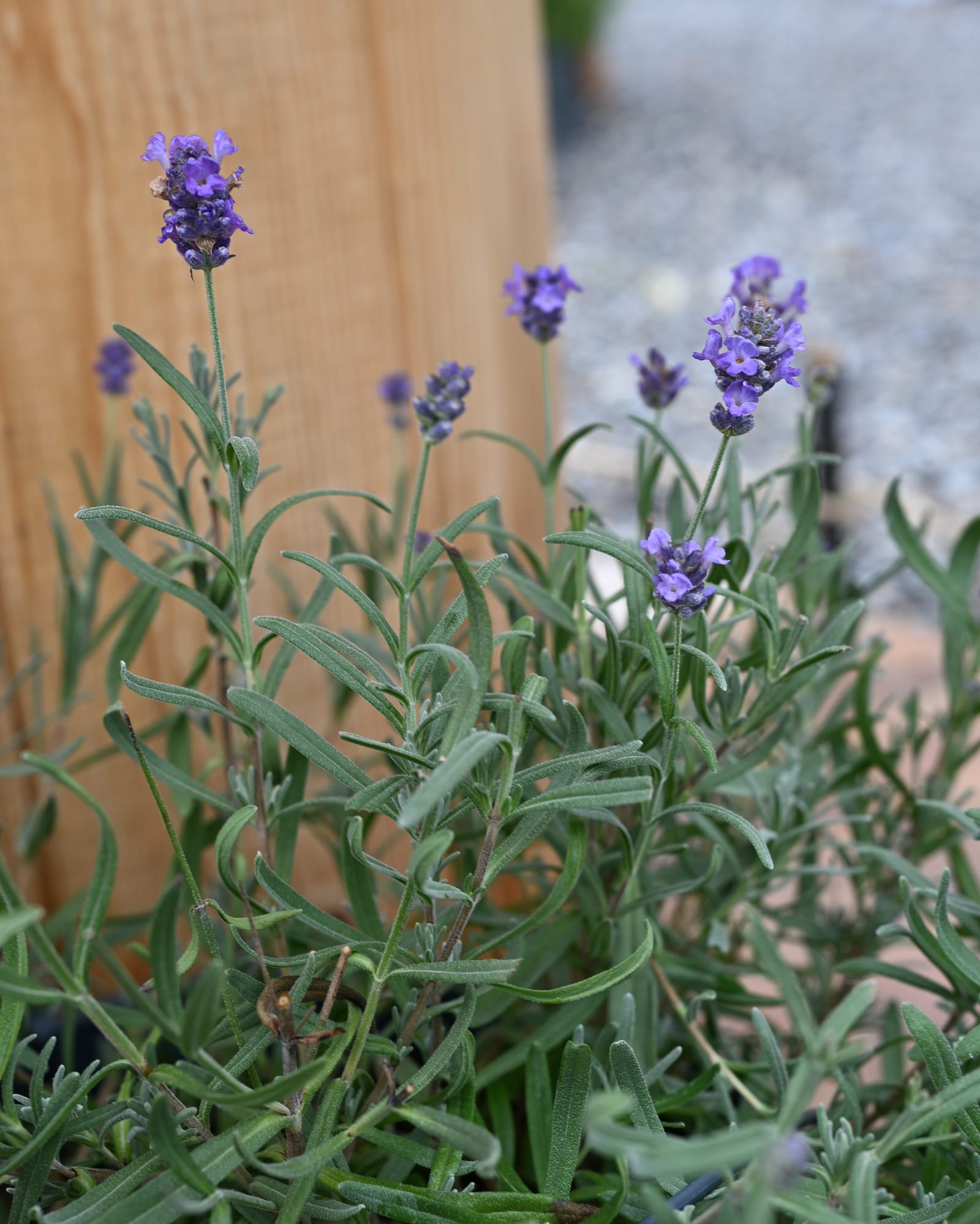 LaDiva Vintage Violet Lavender with slender green foliage and clusters of purple flowers in a nursery container