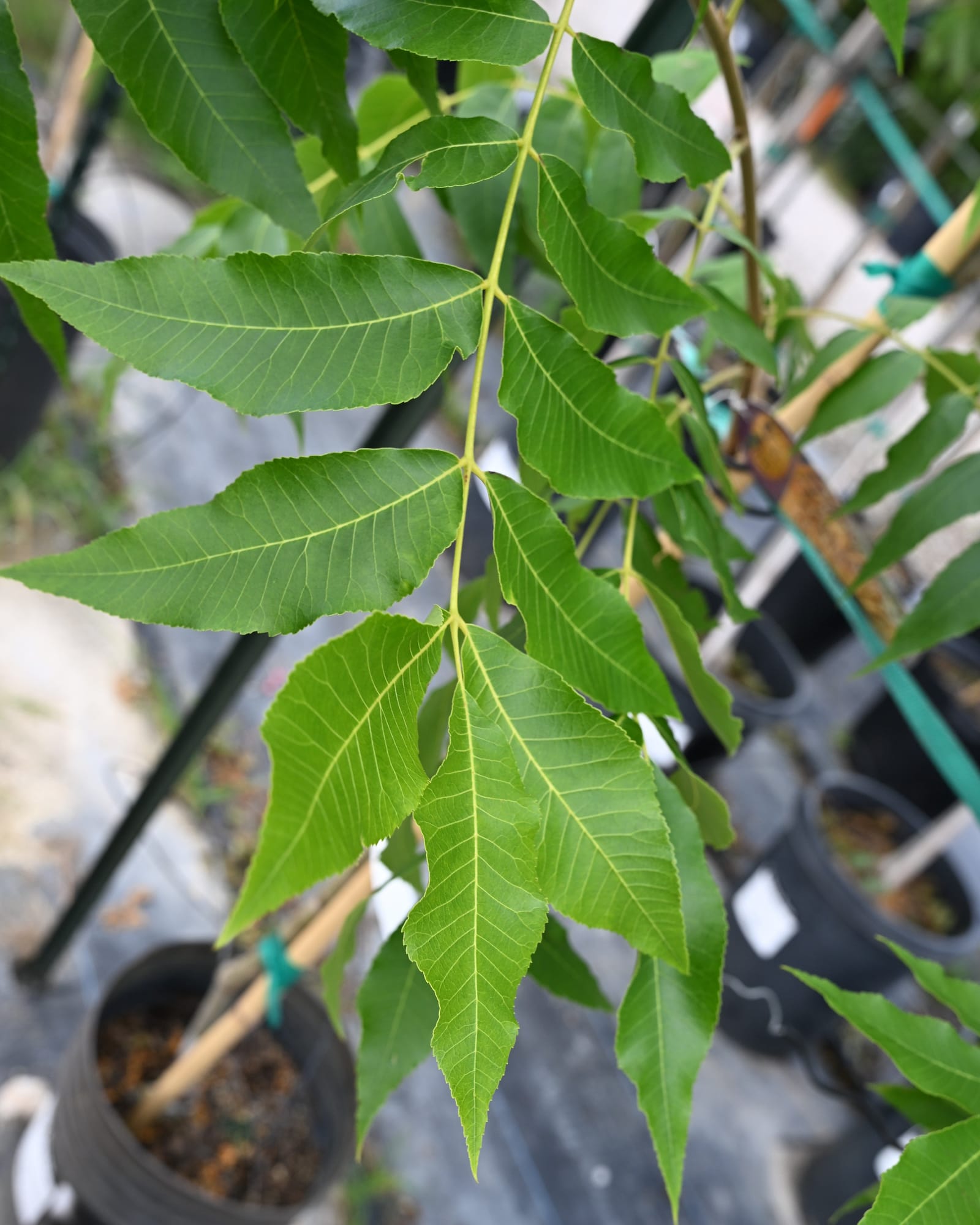 Lakota Pecan
