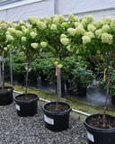 Limelight Prime Hydrangea Tree Form with pale green flower clusters in black nursery containers