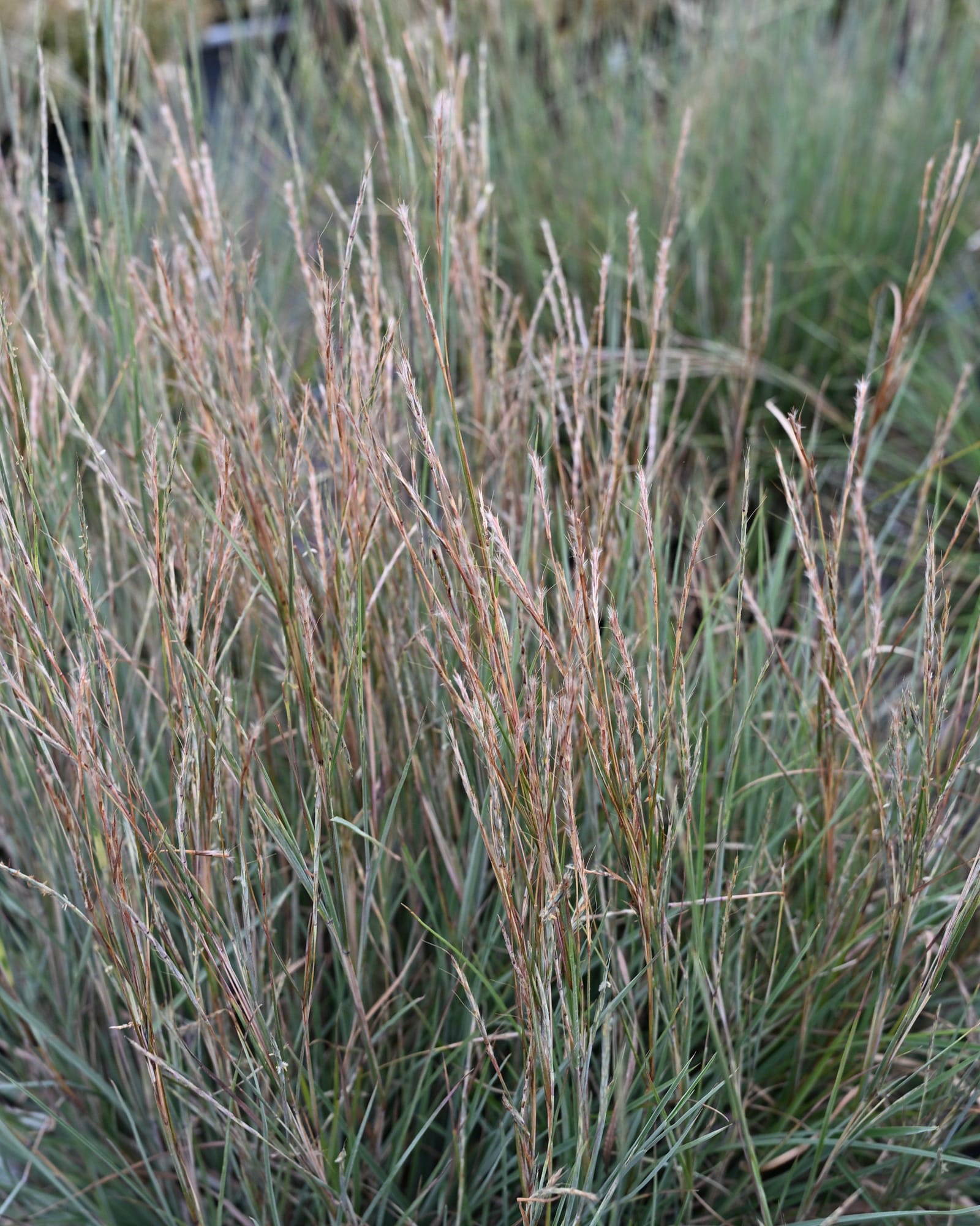 Little Bluestem