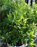 Little Lime Hydrangea with dense green foliage growing in a nursery container