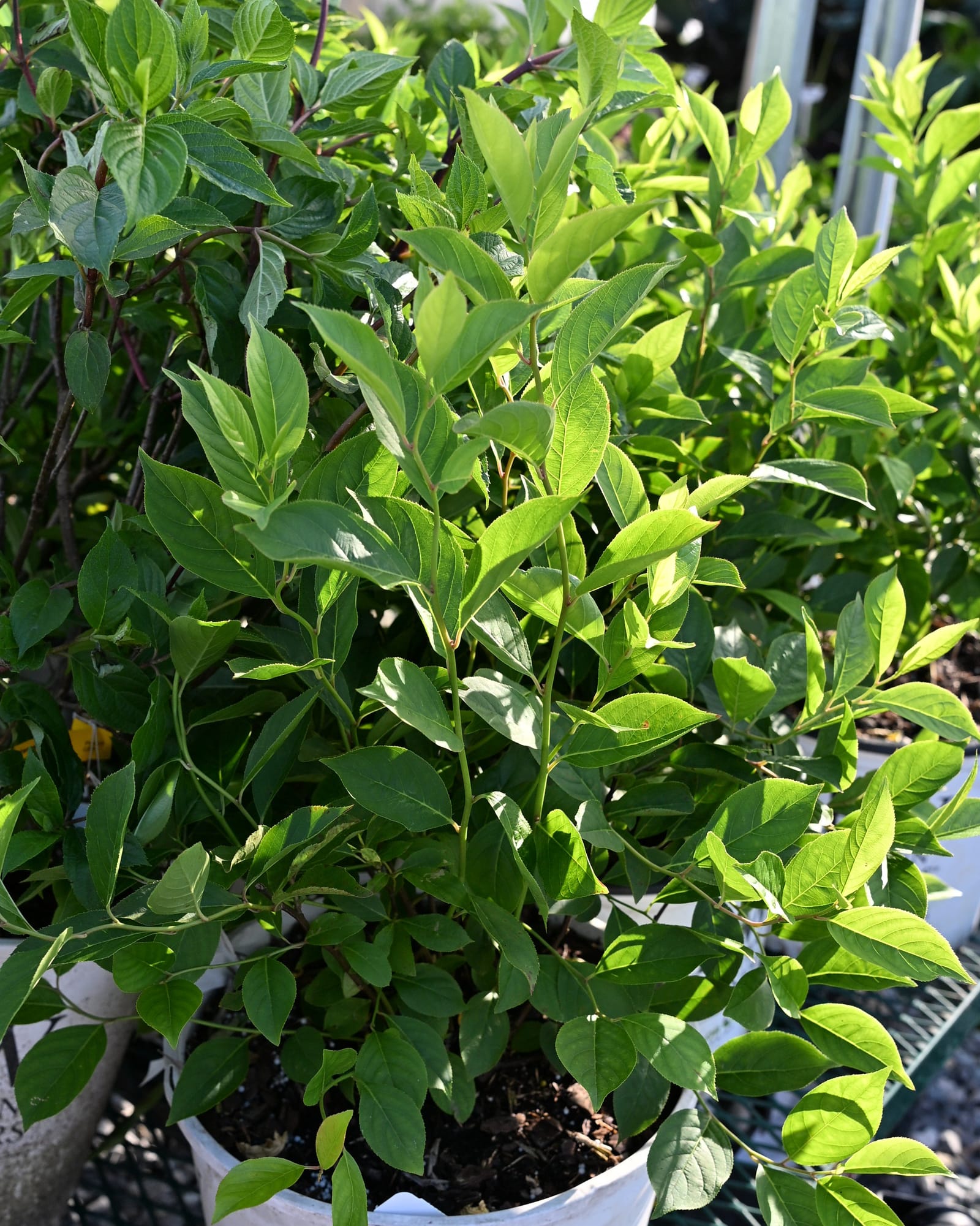 Little Lime Hydrangea with dense green foliage growing in a nursery container