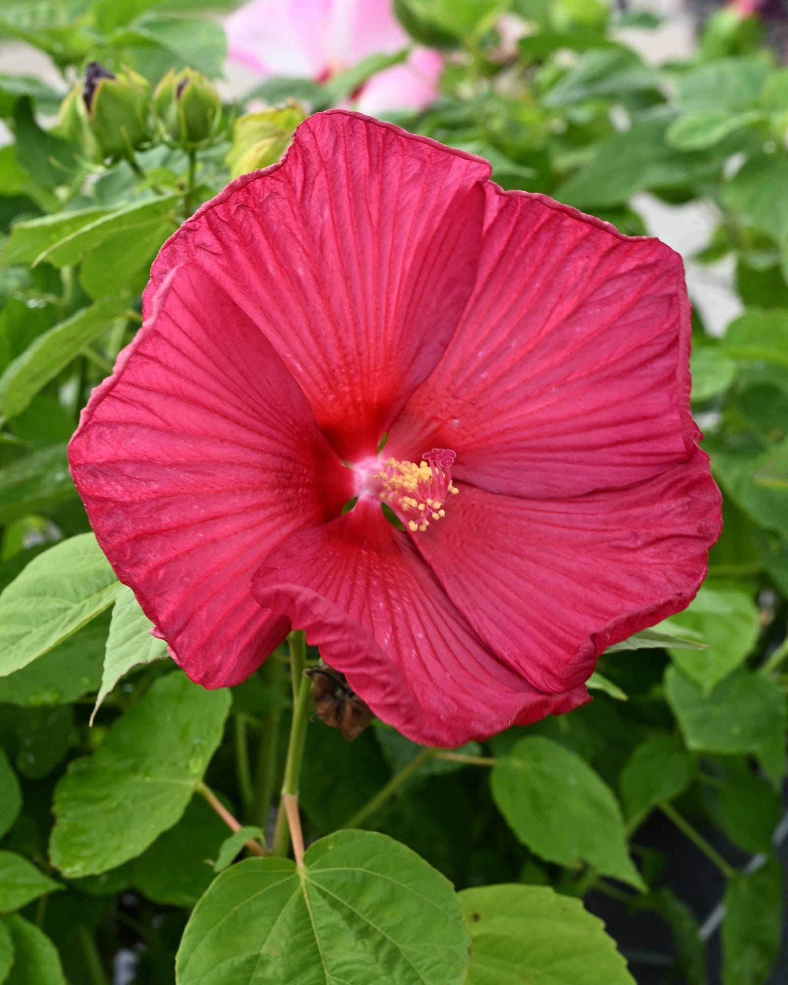 Luna Red Hardy Hibiscus with a large deep red flower among green leaves