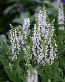 Lyrical White Salvia with tall spikes of white flowers and textured green foliage