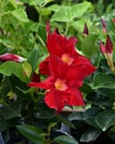Madinia Elegant Velvet Red Dipladenia with vivid red flowers and glossy green foliage