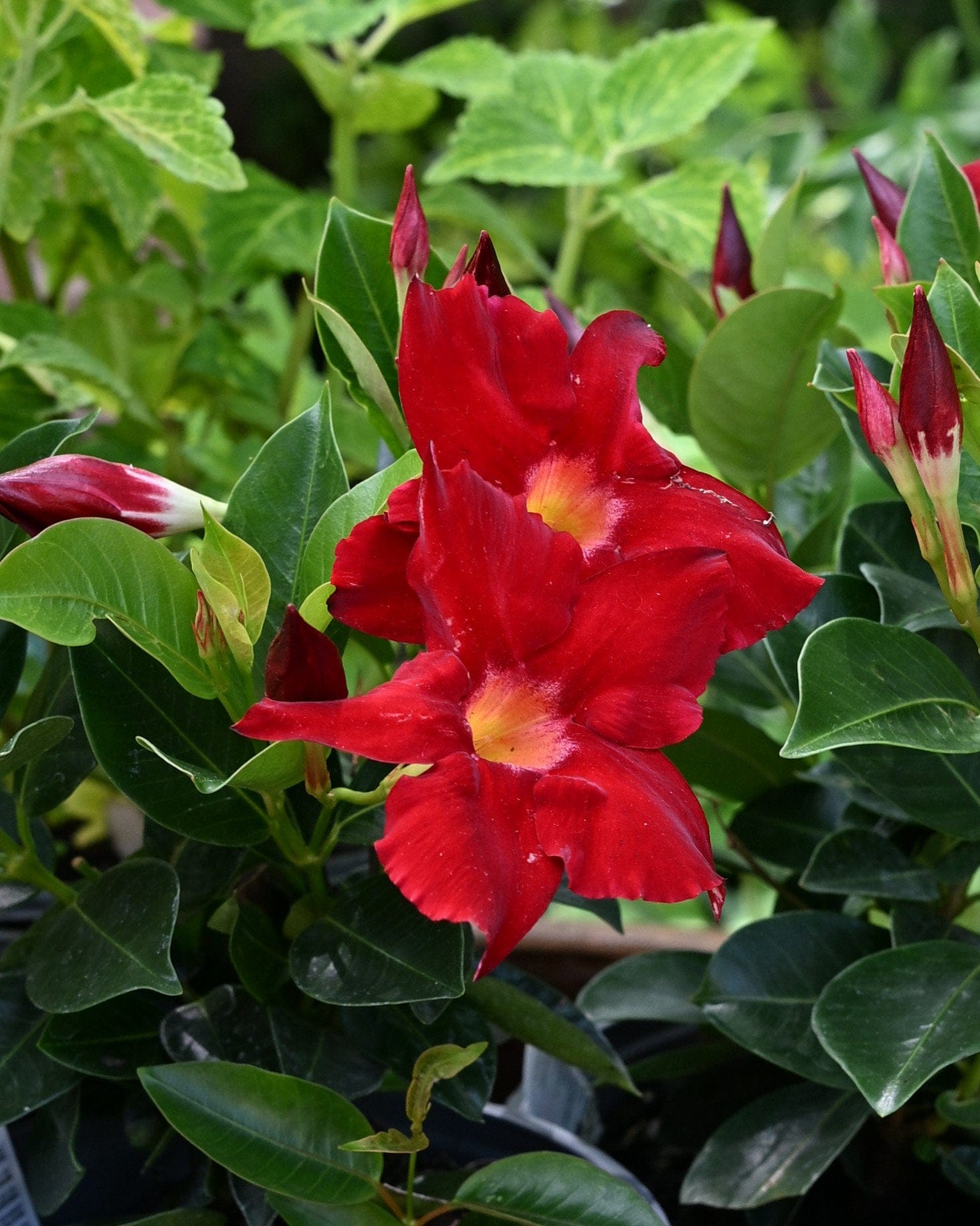 Madinia Elegant Velvet Red Dipladenia with vivid red flowers and glossy green foliage