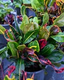 Mamey Croton with glossy green leaves marked by red, pink and yellow variegation in a container
