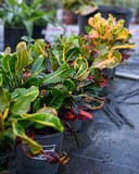 Mamey Croton with colorful yellow, green, orange and red foliage in nursery containers