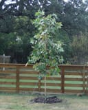 Mexican Sycamore with pale green leaves planted beside a wooden fence